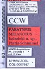 Etikette zu Melanotus kabateki (Platia & Schimmel, 2001) (NHMW-ZOO-COL-0007647)